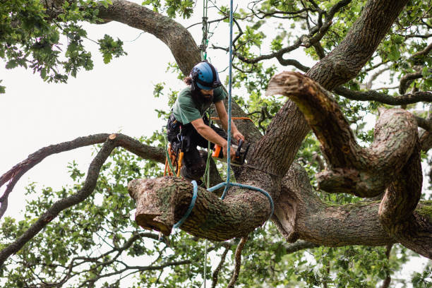 Trusted Springfield, OR Tree Services Experts